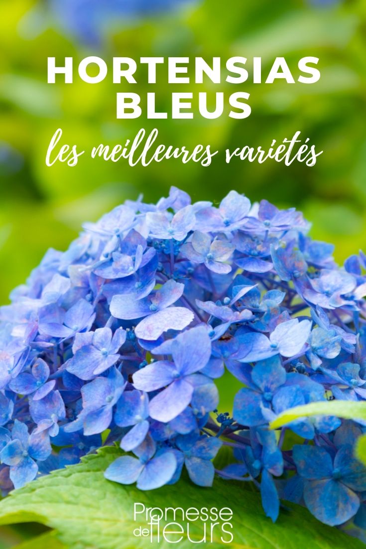 Blue-flowered Hydrangeas: The Best Picks