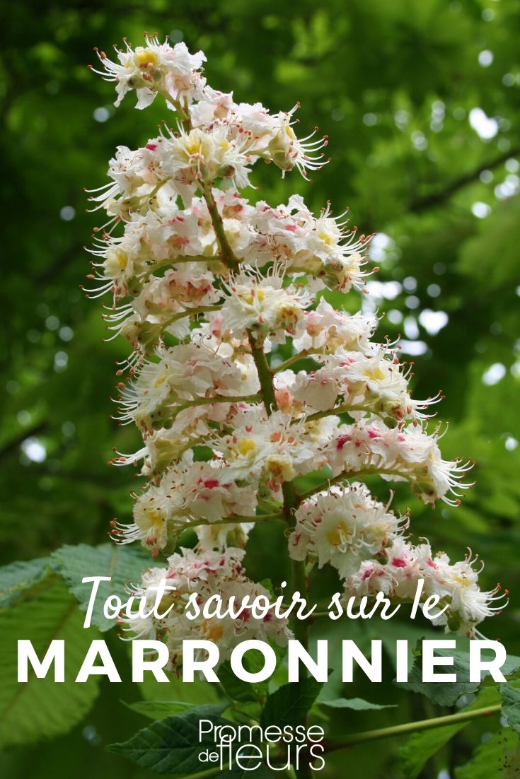 Aesculus: Everything You Need to Know