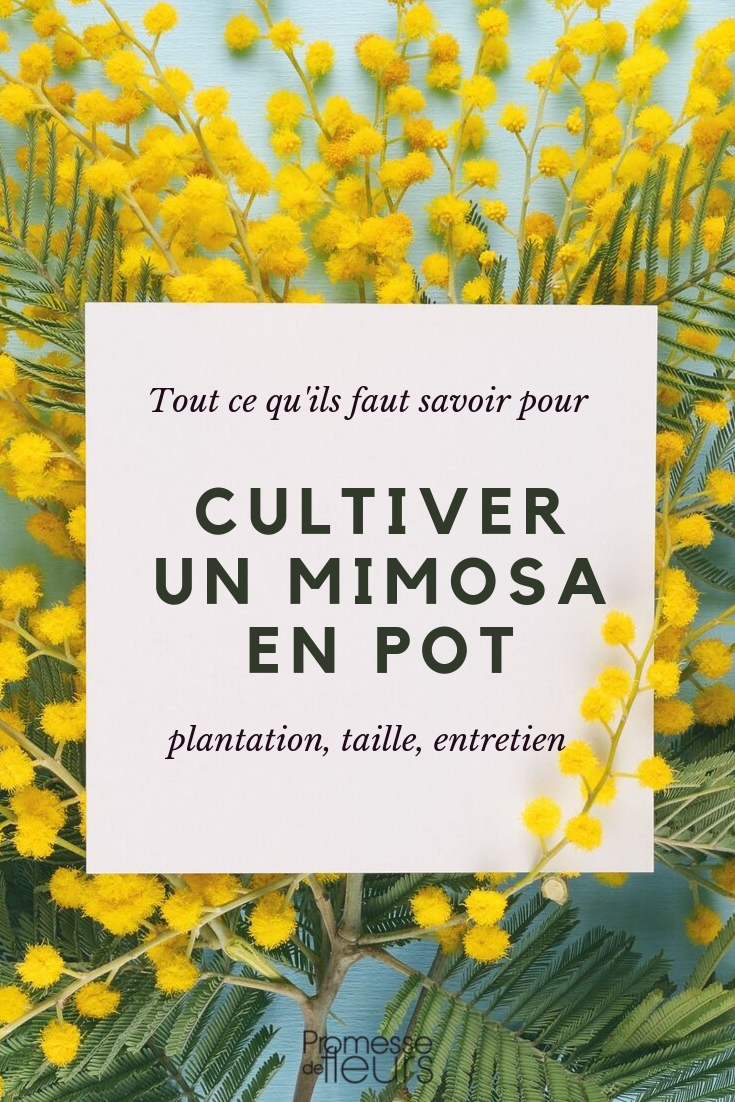 Pot-Grown Mimosa: Cultivation Tips