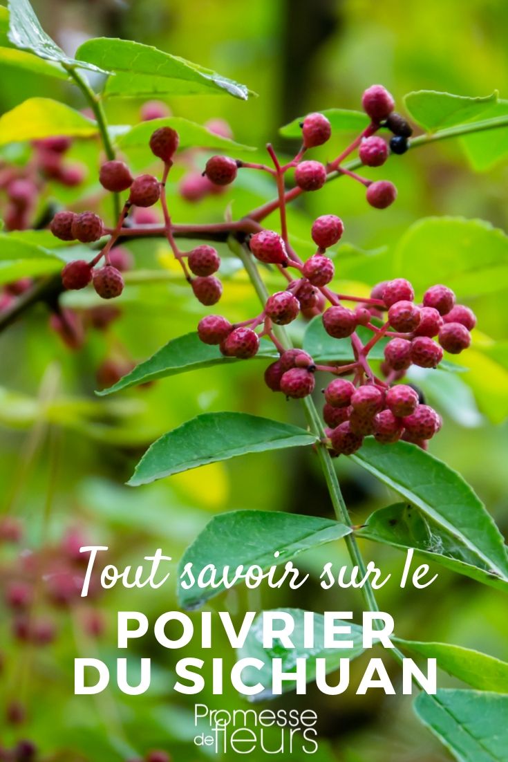 Sichuan Pepper: Cultivation