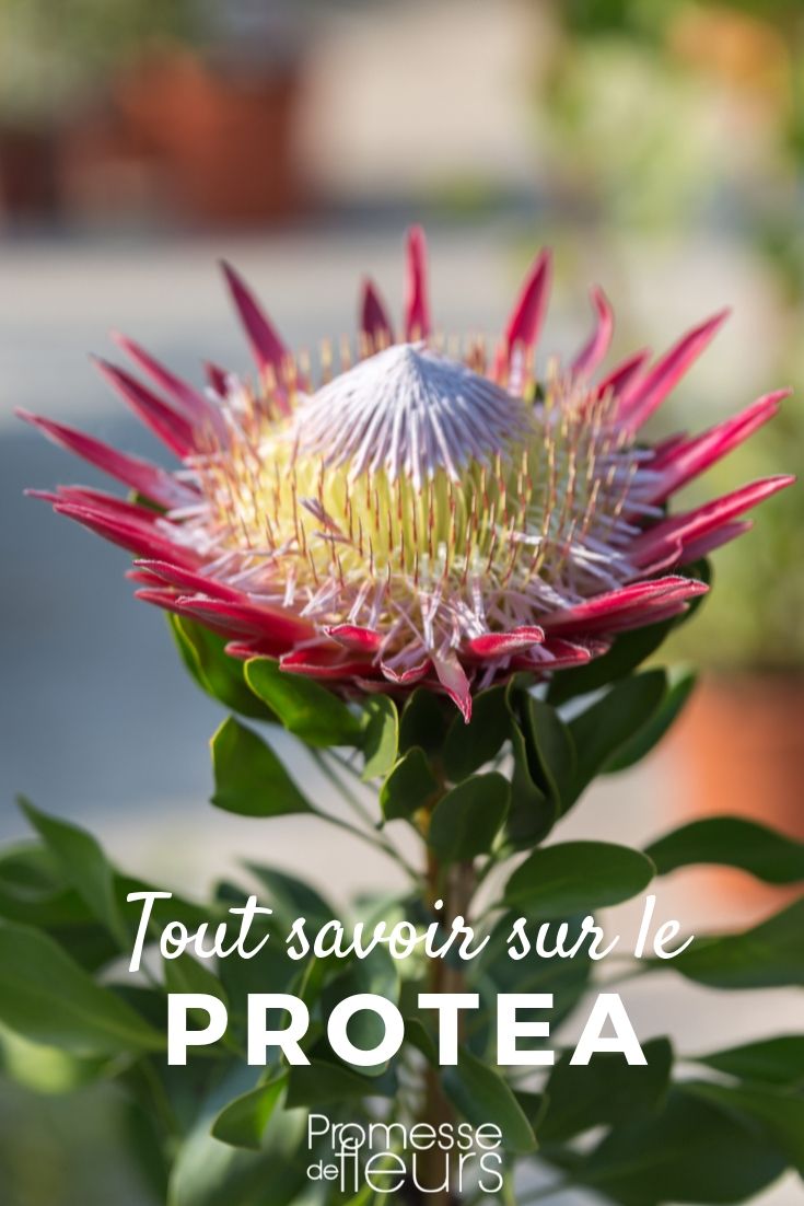 Proteas: Cultivation Guide