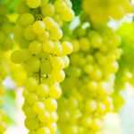 Grapevine: planting, cultivation, pruning