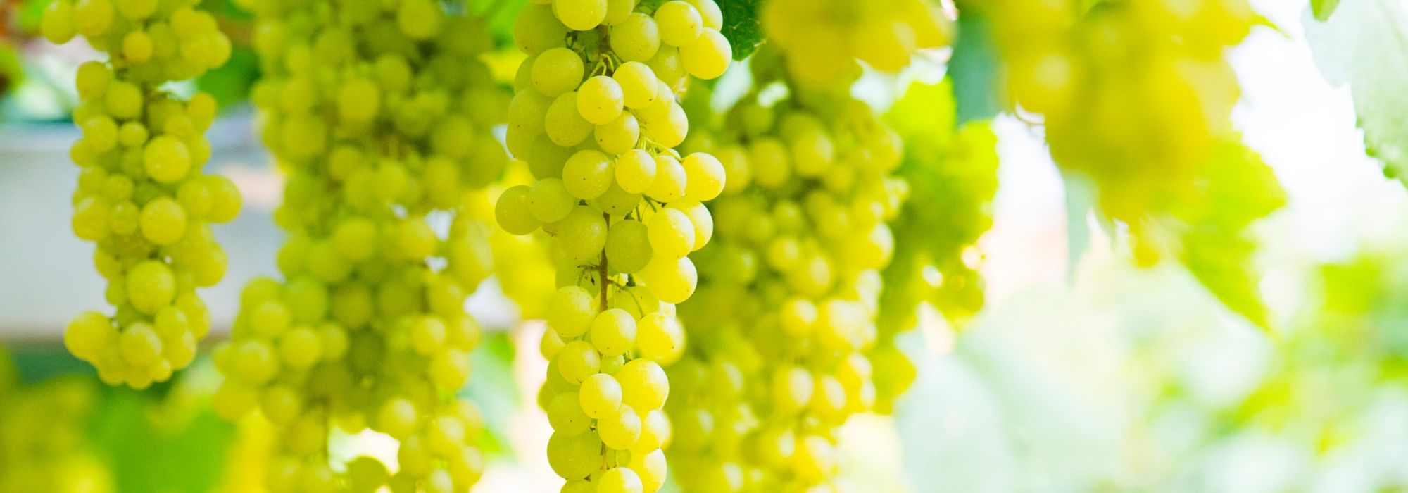 Grapevine: planting, cultivation, pruning