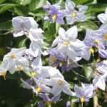 10 climbing plants for mild climates