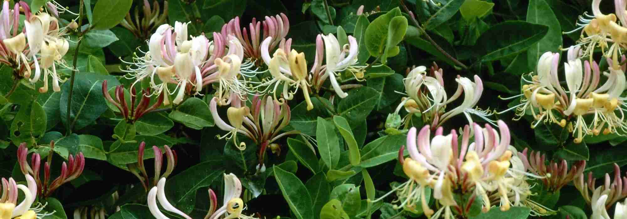 7 evergreen climbing plants for your garden