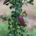 Finger lime: planting, growing and harvesting
