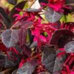 Red flowers: 8 shrubs you must have in your garden