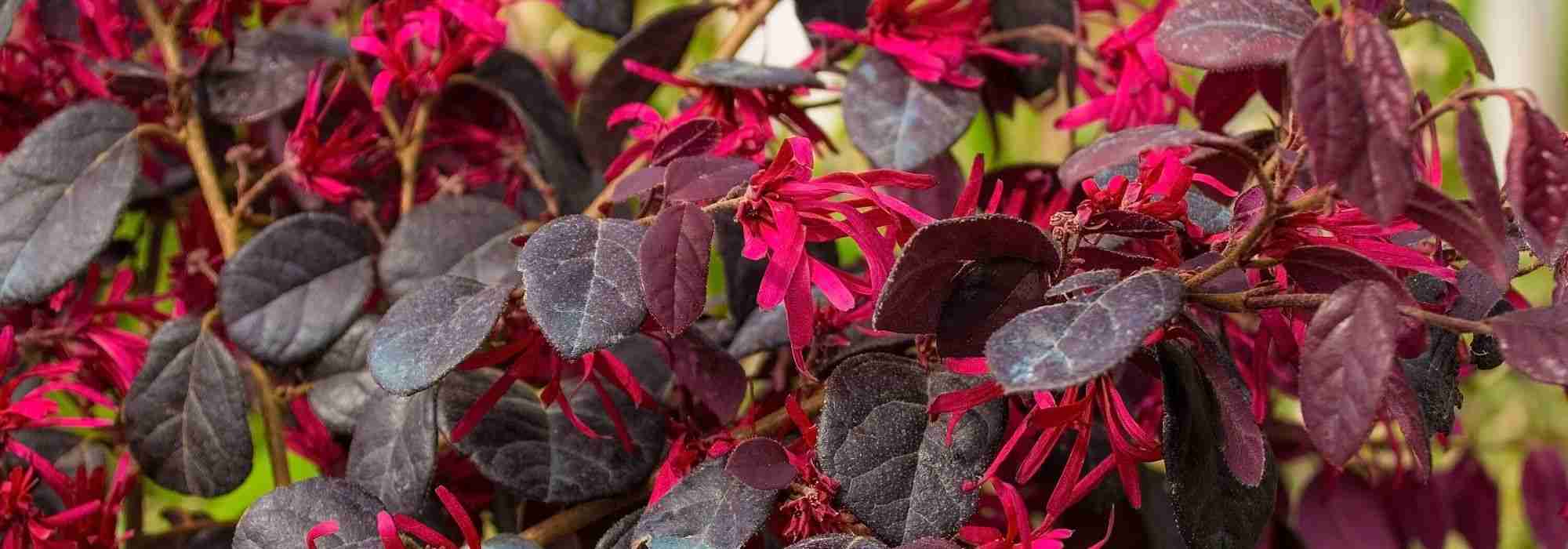 Red flowers: 8 shrubs you must have in your garden