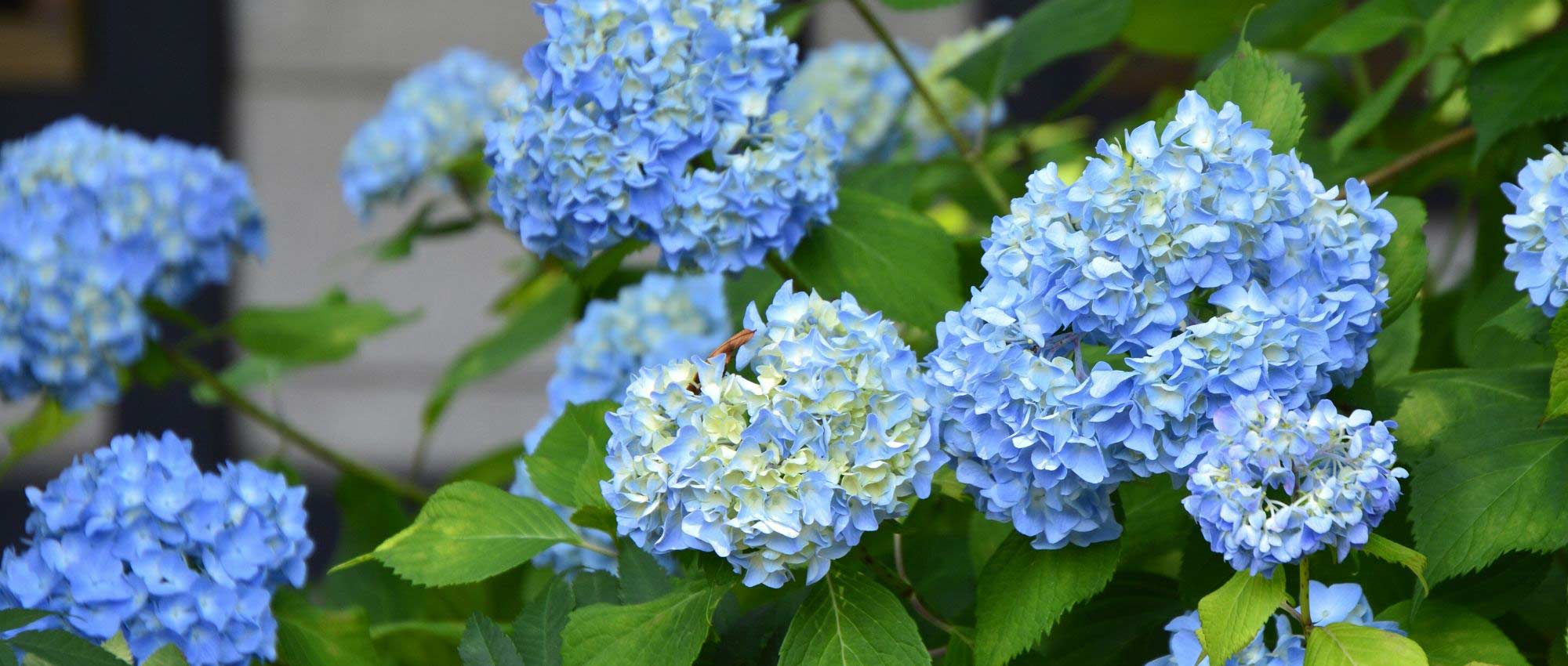How to prune hydrangeas?