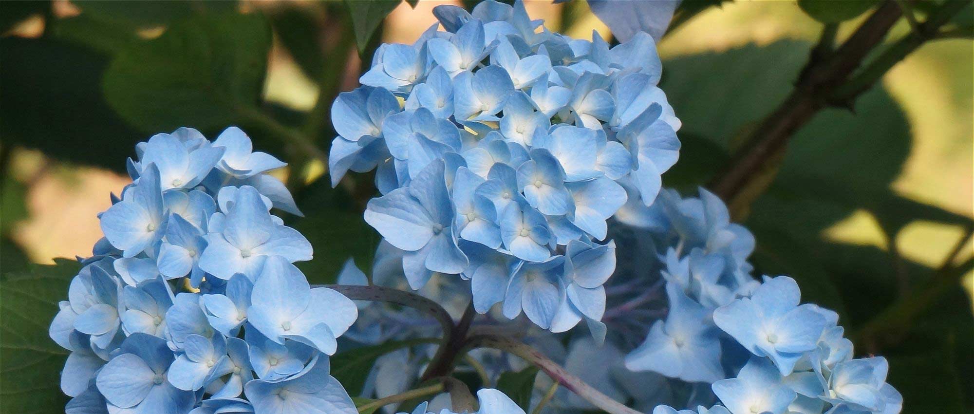 When to prune hydrangeas?