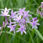 Tulbaghia: planting, growing and care