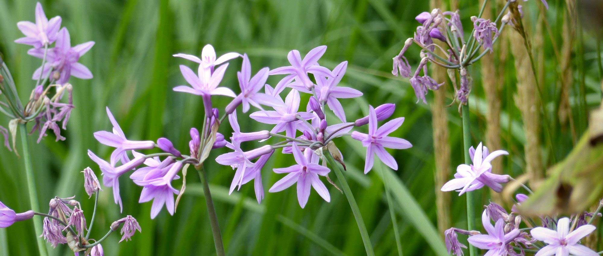 Tulbaghia: planting, growing and care