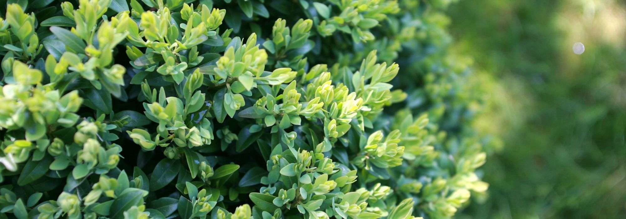 Boxwood: planting, pruning and care