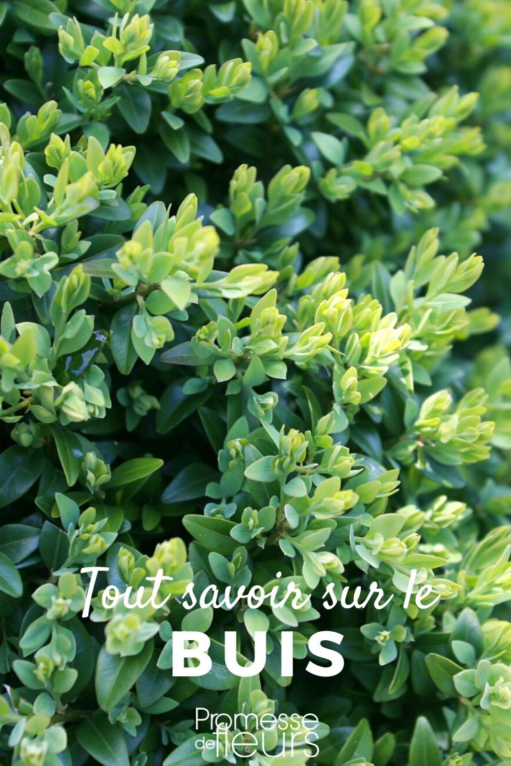 Understanding Buxus: Everything You Need to Know

Buxus, commonly known as box or boxwood, is a versatile and popular shrub in British and Irish gardens. This evergreen plant is prized for its dense, leafy appearance and its ability to withstand pruning and shaping. It's an ideal choice for formal hedges and topiary, as well as being a staple in parterre gardens.

### Characteristics of Buxus

Buxus species are known for their hardiness and can thrive in a variety of climatic conditions, although they prefer well-drained soil and partial shade. They have small, glossy leaves that remain green throughout the year, providing continuous colour and structure in the garden.

### Planting and Care

When planting Buxus, it's important to choose a location that avoids extreme conditions. Although box plants are adaptable, they do not fare well in waterlogged soil or in sites that are too exposed to harsh winds. Planting in autumn or spring allows the plant to establish itself during milder weather.

Regular watering during dry periods, especially in the first few years after planting, will help the Buxus to thrive. Mulching with organic material can also benefit the soil moisture and overall health of the plant.

### Pruning Buxus

Pruning is a key aspect of maintaining a healthy and aesthetically pleasing Buxus. It is typically done in late spring or early summer to shape the plant and encourage dense growth. For topiary forms, more frequent trimming may be necessary to maintain the desired shape.

### Common Issues

Buxus can be susceptible to a few pests and diseases, such as box blight and box tree caterpillars. Regular monitoring and early intervention can prevent these problems from becoming severe. Using fungicides and insecticides judiciously can help manage these issues without harming the environment.

### Conclusion

Buxus is a classic choice for gardeners who value durability and versatility in their plant selections. With proper care and maintenance, these plants can enhance your garden for many years, providing structure and beauty regardless of the season. Whether you are crafting intricate topiaries or simple, elegant hedges, Buxus is a reliable and rewarding choice.