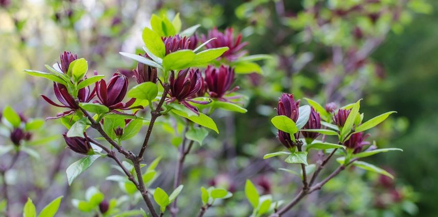Calycanthus 'Hartlage Wine'