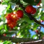 Cherry tree: planting, pruning, care