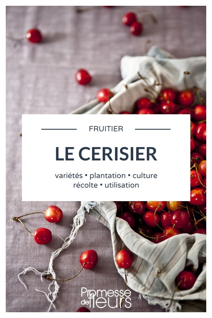 Cherry Trees: Everything You Need to Know

Cherry trees, with their delightful spring blossoms and luscious summer fruits, are a favourite among gardeners in the UK and Ireland. Whether you're considering adding one to your garden or simply want to learn more about their care and varieties, this article will provide you with all the essential information.

### Choosing the Right Cherry Tree

When selecting a cherry tree, consider the following varieties, which are well-suited to the British and Irish climates:

- **Prunus avium** (Sweet Cherry): Ideal for warmer areas, as they require some heat to produce the best fruits.
- **Prunus cerasus** (Sour Cherry): More tolerant of cold climates and perfect for cooking and baking.

### Planting Your Cherry Tree

The best time to plant cherry trees is during the dormant season, from late autumn to early spring. Choose a sunny spot with well-drained soil. Planting instructions are as follows:

1. Dig a hole that's twice as wide and just as deep as the root ball.
2. Place the tree in the hole and fill it with a mix of native soil and compost.
3. Water thoroughly after planting and mulch around the base to retain moisture.

### Caring for Your Cherry Tree

- **Watering**: Cherry trees need regular watering, especially during dry spells. However, avoid waterlogging the soil.
- **Pruning**: Prune in late winter to encourage healthy growth and fruit production. Remove any dead or diseased branches.
- **Pest and Disease Control**: Watch out for pests like aphids and diseases such as cherry leaf spot. Treat with appropriate organic or chemical controls as necessary.

### Harvesting Cherries

Cherries are typically ready to harvest in mid-summer. The fruit should be plump and firm, with a deep colour. Harvesting can be done by hand, picking the cherries with their stems attached.

### Common Questions

- **Can I grow a cherry tree in a pot?** Yes, dwarf varieties can be grown in large pots. Ensure they are well-watered and re-pot every few years.
- **How long until my cherry tree produces fruit?** Most cherry trees will start to bear fruit in their third or fourth year.

Cherry trees not only provide delicious fruits but also add spectacular beauty to your garden with their spring blossoms. With proper care, they can be a delightful addition to your gardening endeavours. Happy gardening!