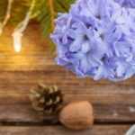 Hyacinth: how to force it and make it flower for Christmas?