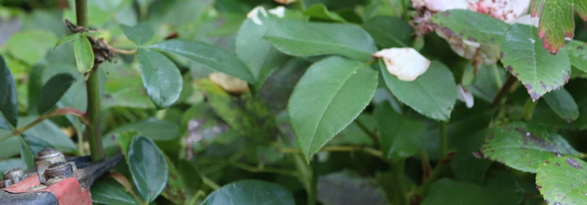 Pruning roses