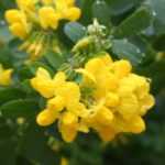 Coronille, Coronilla: planting, growing and care