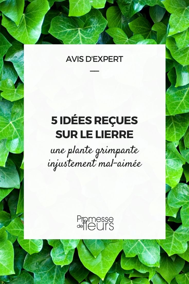 Ivy, Hedera helix: 5 Common Misconceptions About This Young Plant