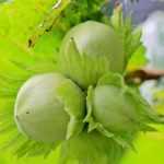 Pruning hazel: when and how to prune it properly?