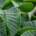 Elm, Ulmus: planting, pruning and care