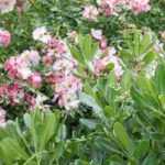 Pittosporum: 5 ideas for successful plant combinations