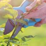 When to prune roses?