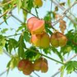 10 climbing plants ideal for fences