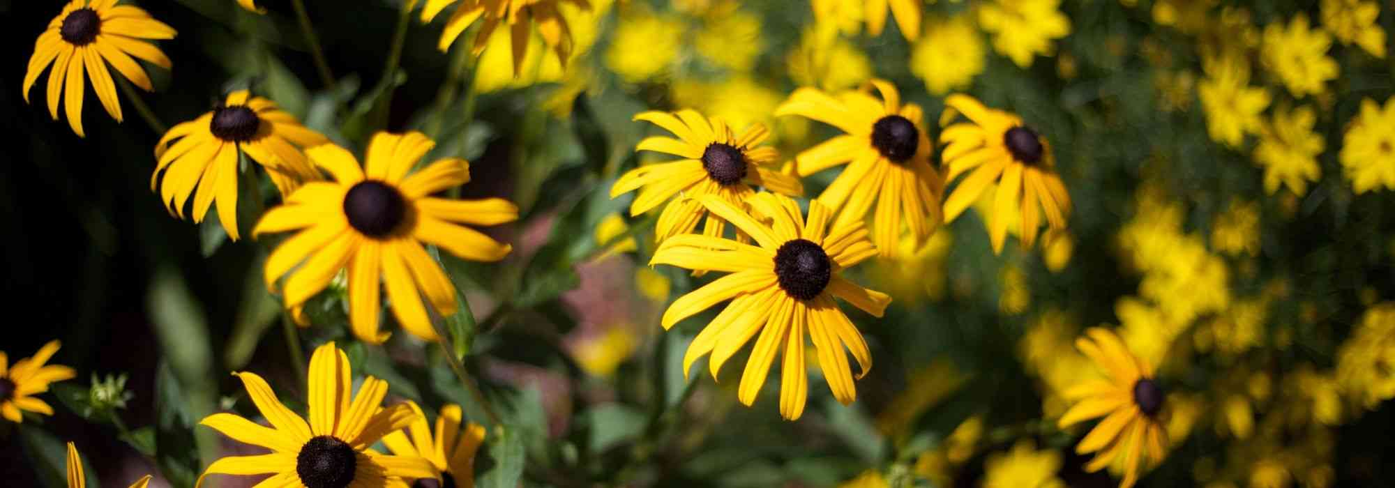 10 perennials with yellow flowers to add to the garden