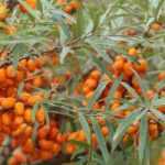 7 bushes with silver-grey foliage you should have in your garden