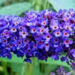8 shrubs with blue flowers you should have in your garden