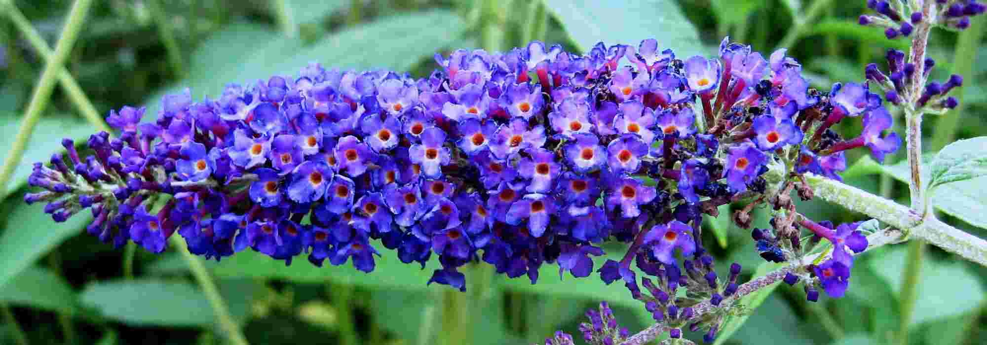 8 shrubs with blue flowers you should have in your garden