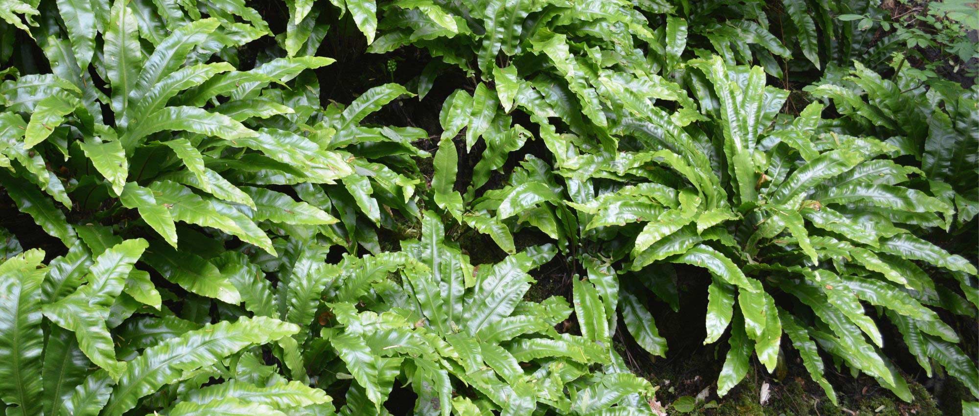 Asplenium: planting, growing, and care