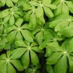 Podophyllum: planting, growing, and caring for