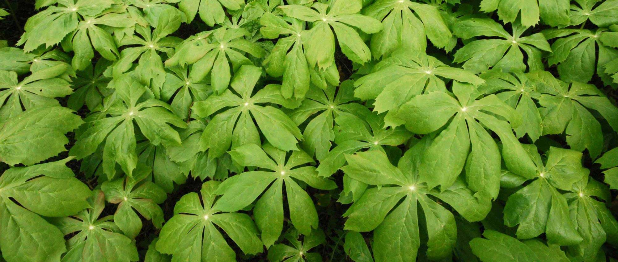 Podophyllum: planting, growing, and caring for
