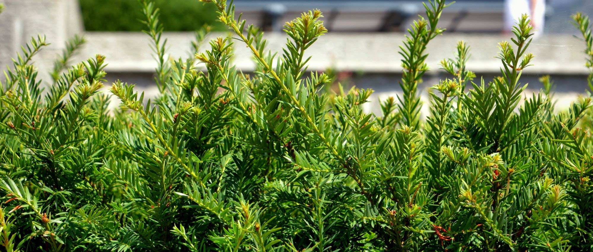 Pruning yew: when and how?