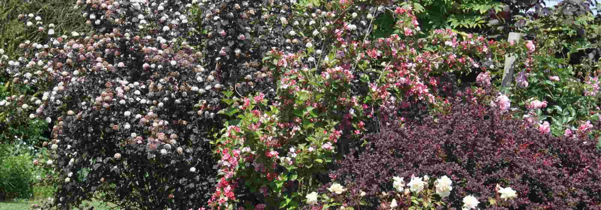 Physocarpus: 5 ideas to combine it in the garden