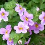 Bacopa: planting, growing, care