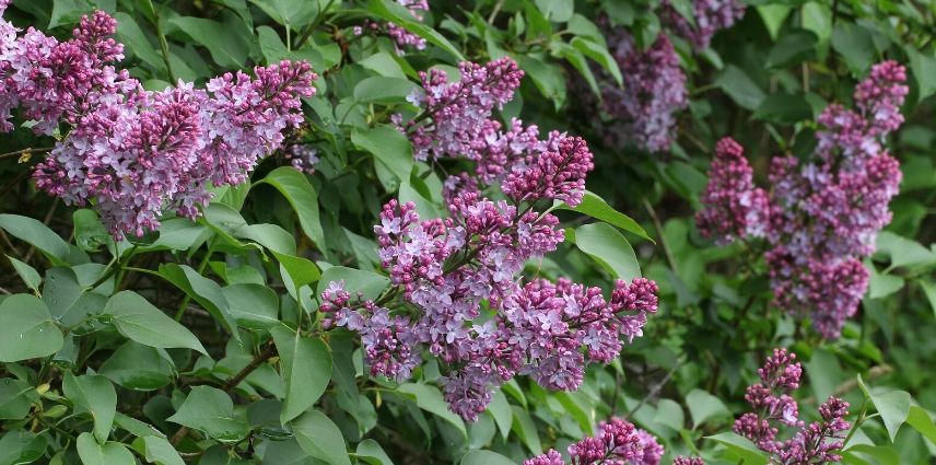 Propagation by Cuttings of Lilac