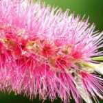 Callistemon, bottlebrush: how to protect it from the cold in winter?