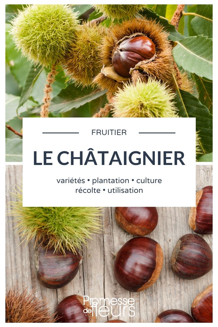 chestnut tree