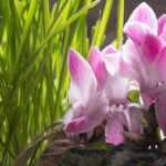 Create a spring planter: 7 ideas