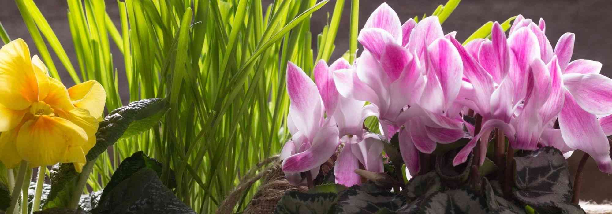 Create a spring planter: 7 ideas