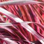 Overwintering Cordyline