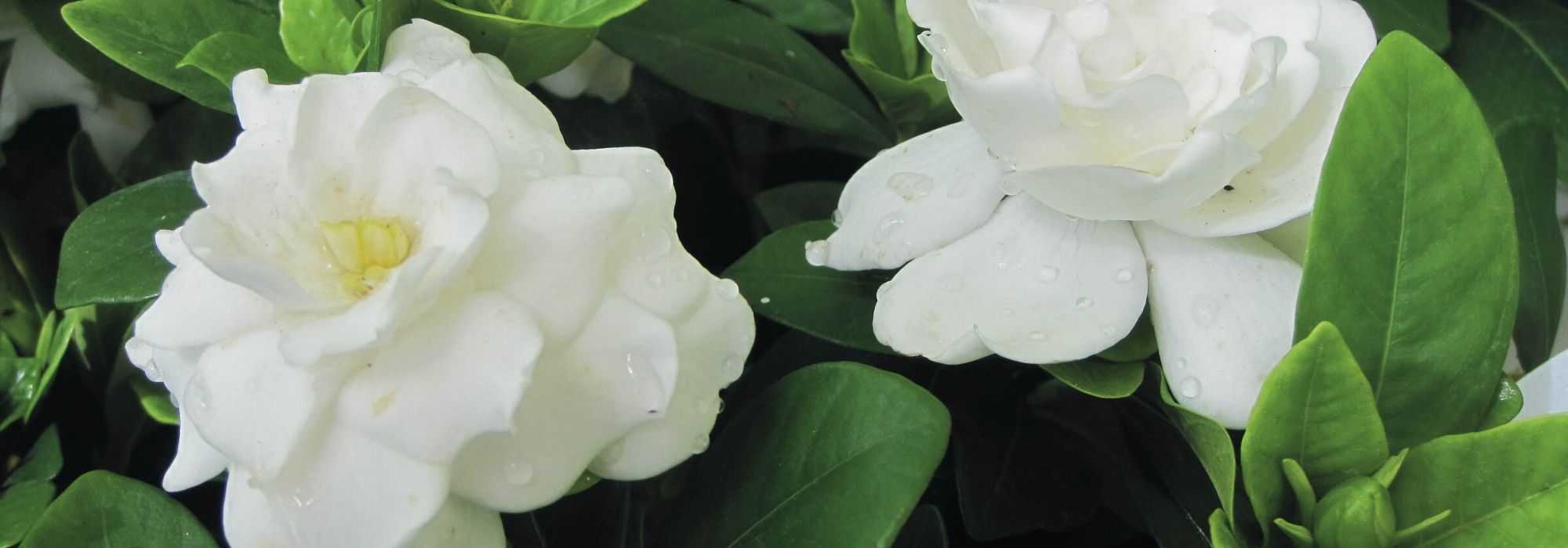 Gardenia: how to protect it from cold and overwinter it?