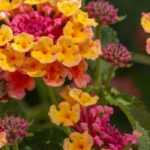 Lantana: how to overwinter it?