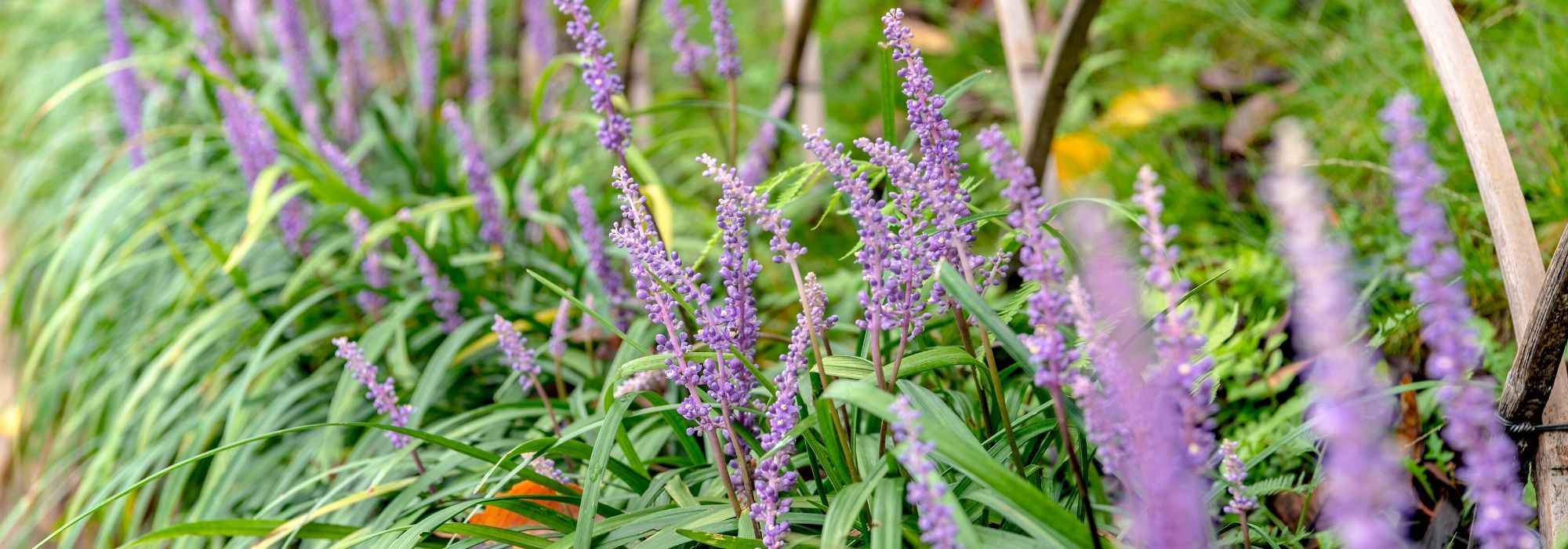 Liriope: planting, growing, propagating