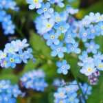 Myosotis: planting and sowing